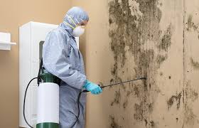 Environmental Consulting for Mold Prevention in Beloit, KS